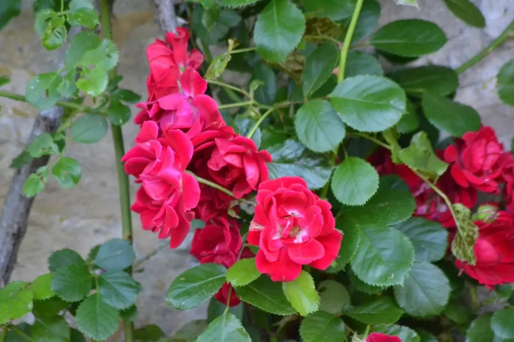 Le jardin